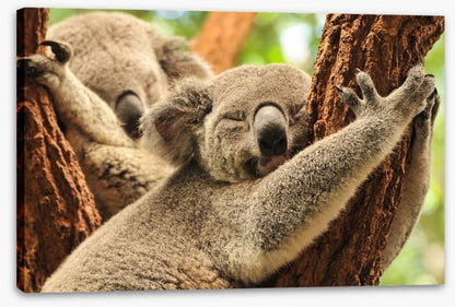 Together we snooze