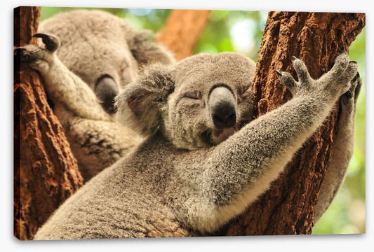 Together we snooze