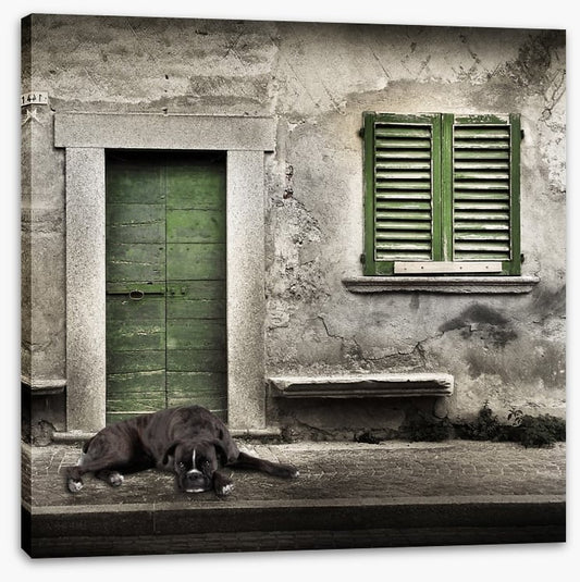 Boxer by the green door