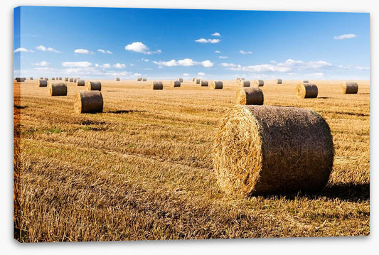 Late summer crop