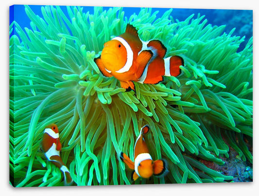 Nemo found