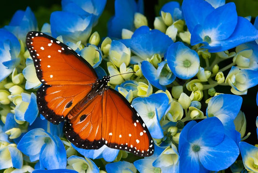 The hydrangea queen