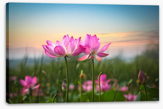 Lotus flower sunset