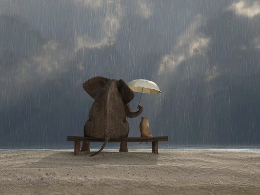 Together in the rain