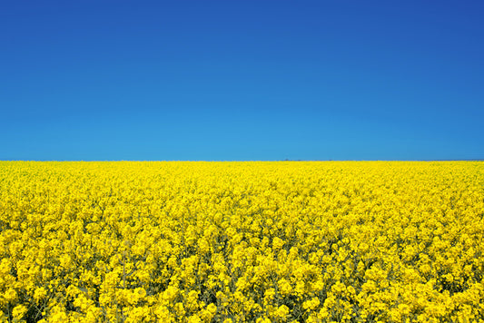 Canola sky