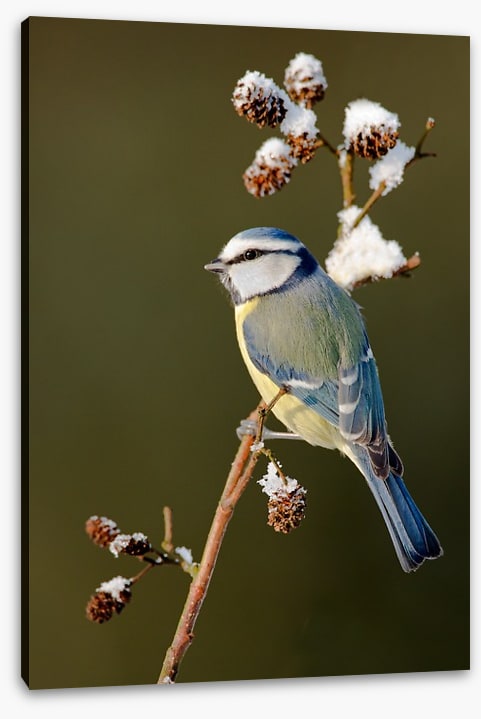 Snow branch blue tit