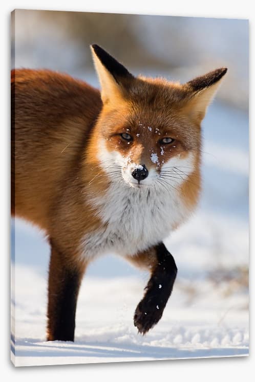 Cold feet fox