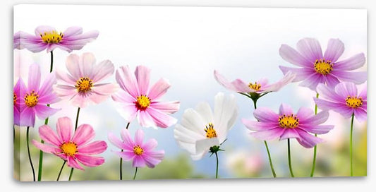 Pink flower panoramic