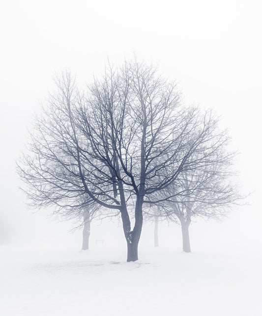 Bones of the boughs