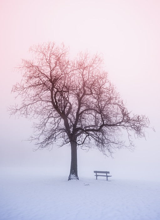 Winter tree in foggy sunrise