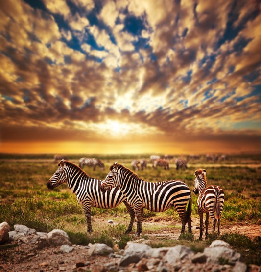 Zebras in Serengeti sunset