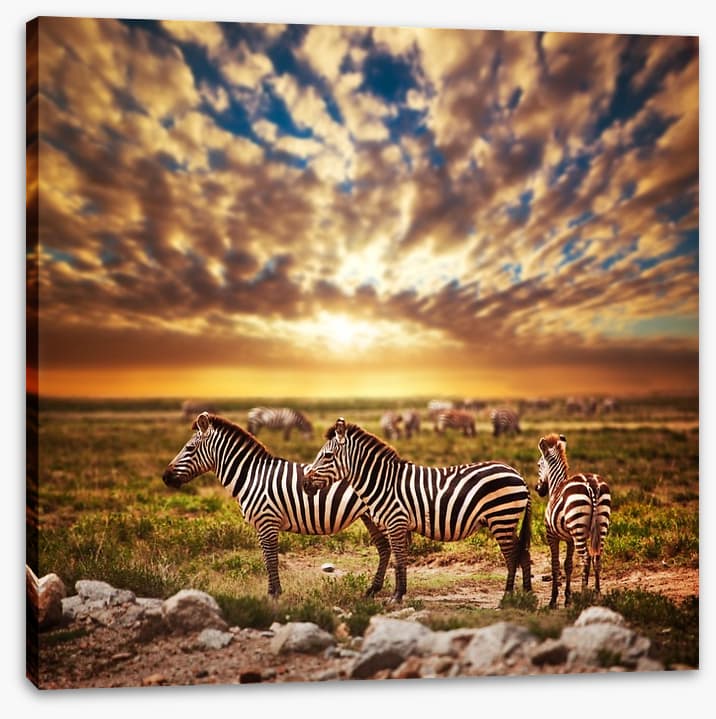Zebras in Serengeti sunset