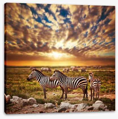 Zebras in Serengeti sunset