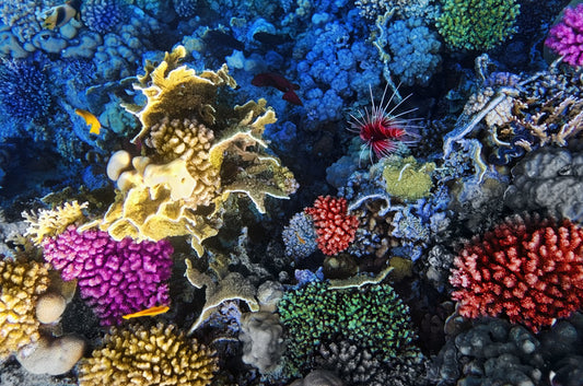 Coral colonies