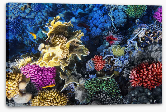 Coral colonies