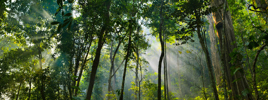 Rainforest rays panorama