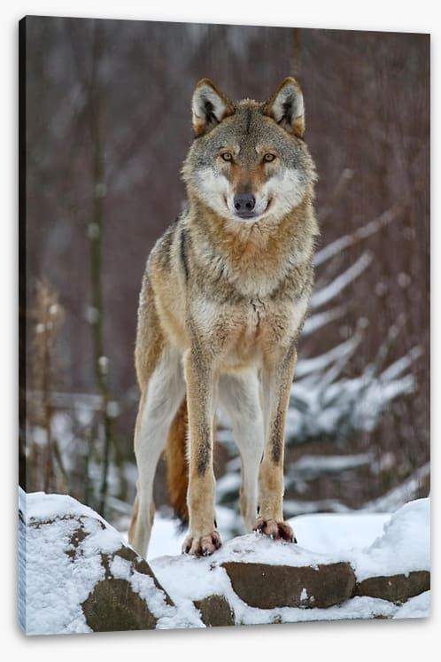 Winter wolf