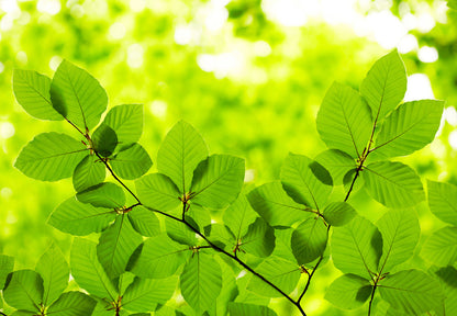 Leaves