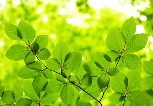 Leaves