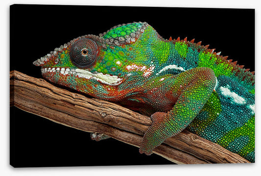 Reptiles / Amphibian