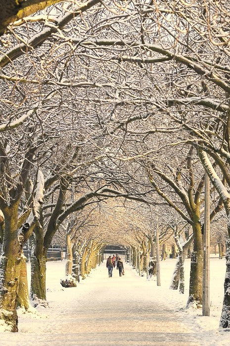 Winter pathway
