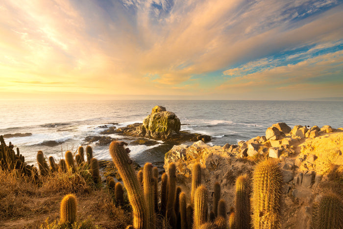 Off the cactus coast
