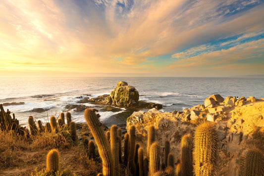 Off the cactus coast