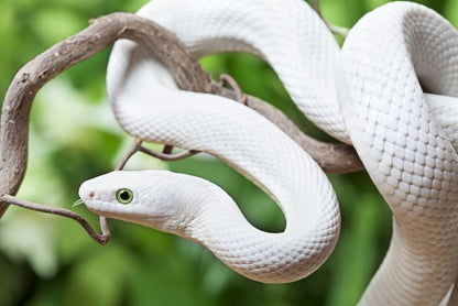 Reptiles / Amphibian