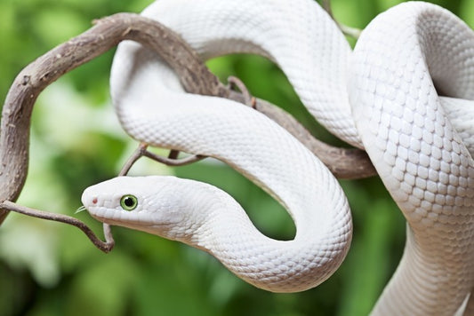 Reptiles / Amphibian