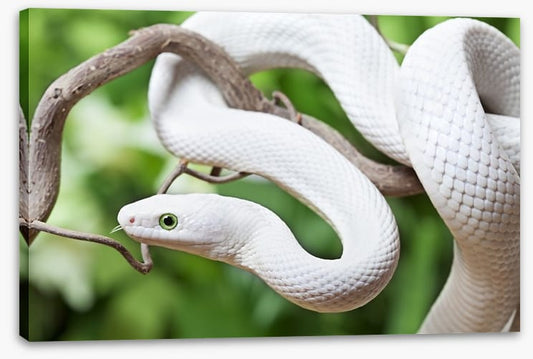Reptiles / Amphibian