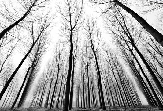 Solitude