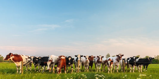 Twelve cows a grazing