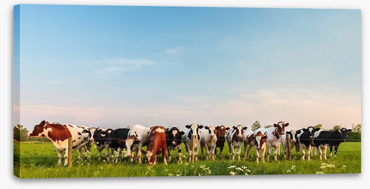 Twelve cows a grazing