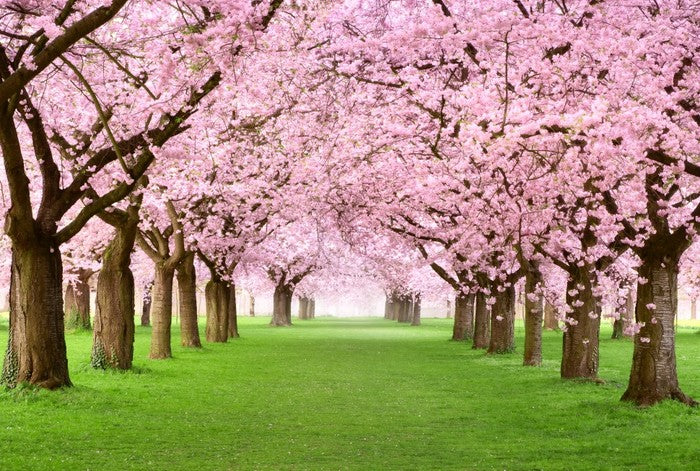 Cherry blossom tunnel