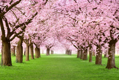 Cherry blossom tunnel