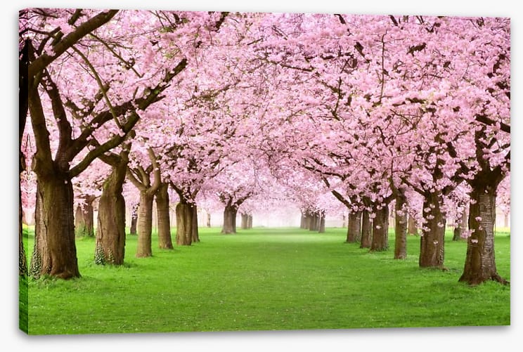 Cherry blossom tunnel