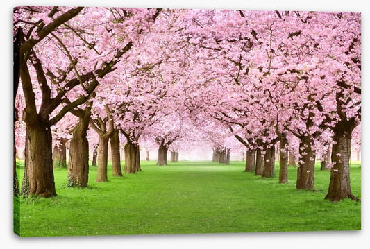 Cherry blossom tunnel