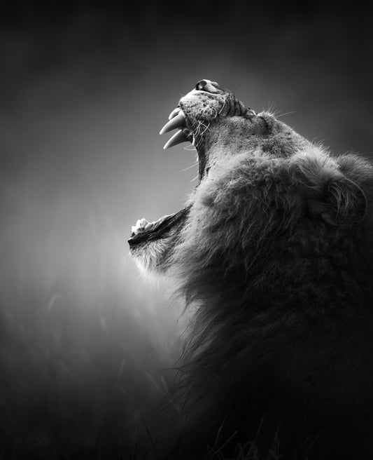 Roar