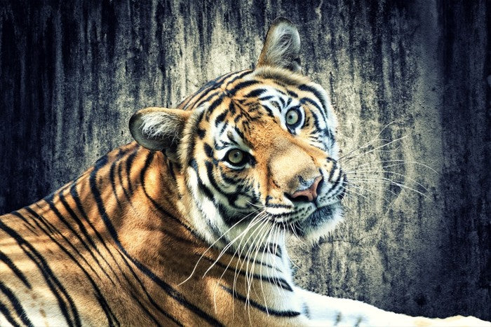 Bengal tiger
