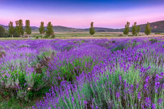 Lavender sunset