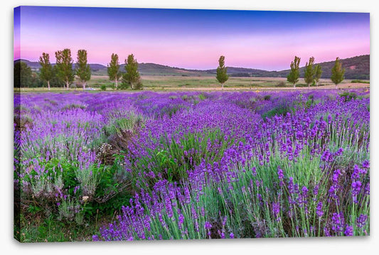Lavender sunset