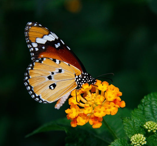 Insects