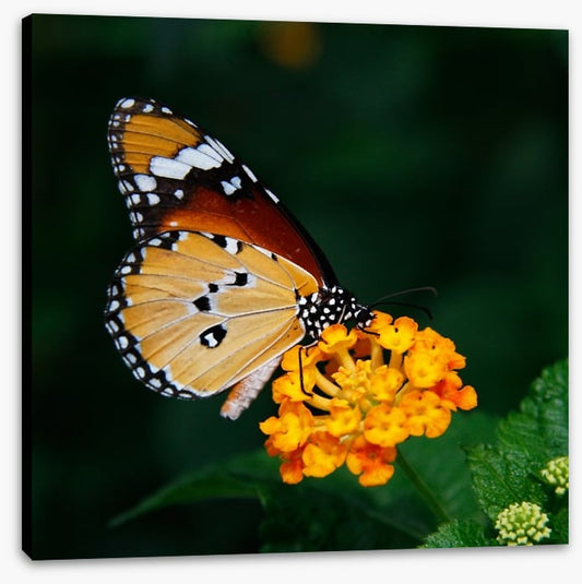 Insects
