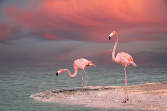 Pink flamingo sunset