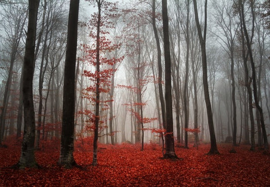 Autumn fog in the forest