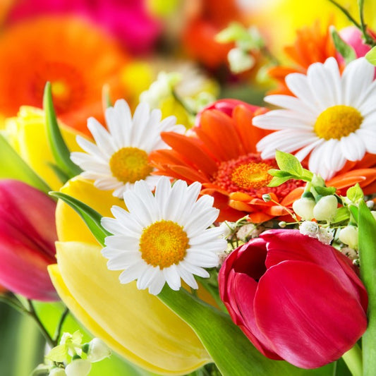 Gerbera and tulips