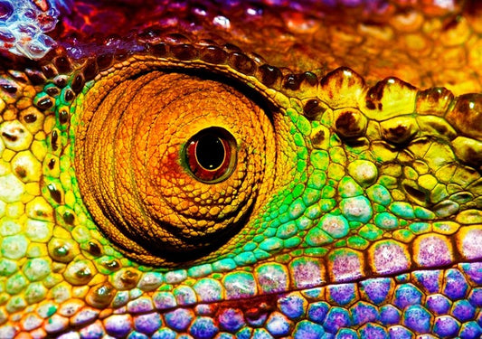 Reptiles / Amphibian