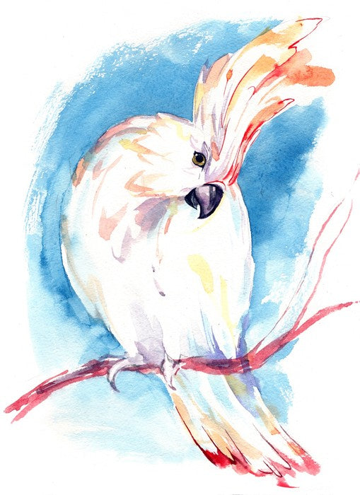 Curious cockatoo