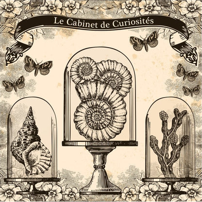 Cabinet de curiosites