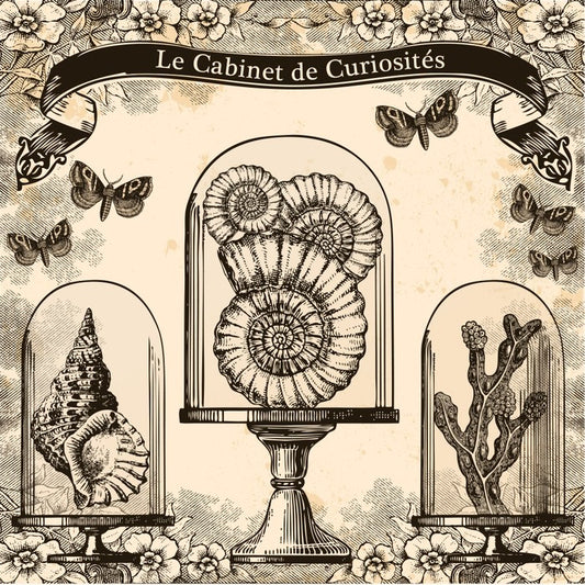Cabinet de curiosites